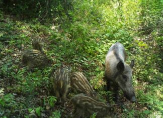 A Failed Marriage Alliance