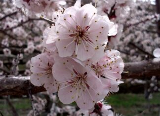 Maria Glabaina Becomes a Nun