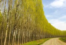 The Story of Abou Hassan the Wag or the Sleeper Awakened part 3