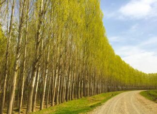 The Story of Abou Hassan the Wag or the Sleeper Awakened part 3