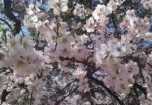 The Return of the Spies