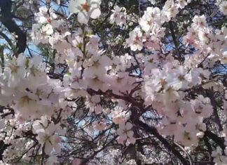 The Return of the Spies